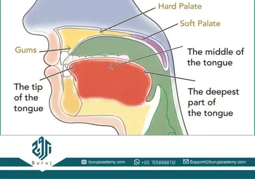 Tajweed Rules: Essential Guide to Perfect Quranic Recitation with Buruj Academy